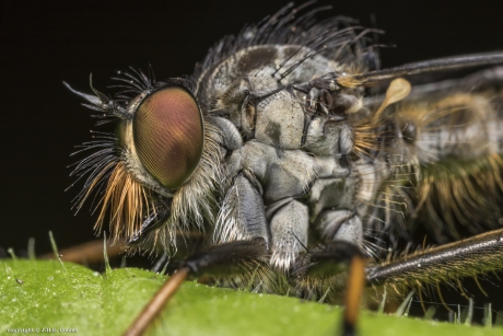 Roodbaardroofvlieg (Eutolmus rufibarbis)