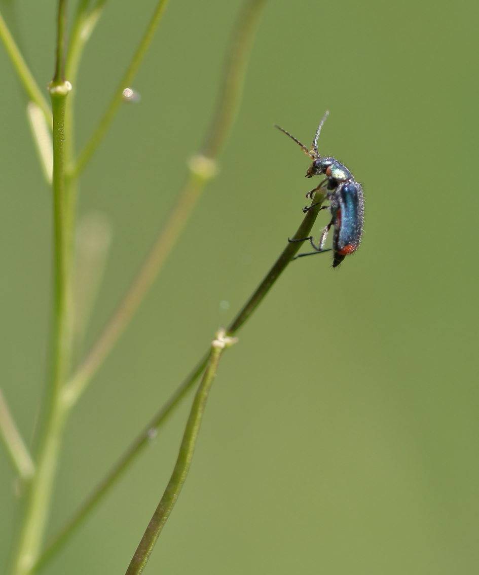 roodtipbasterdweekschild - Geleedpotigen - roodtipbasterdweekschild