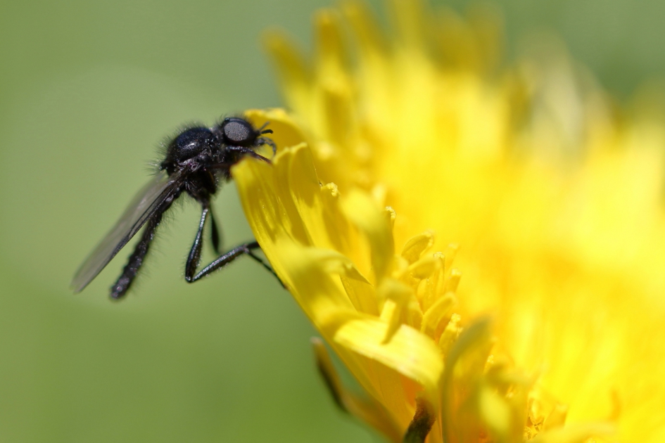 rouwvlieg - Geleedpotigen - rouwvlieg