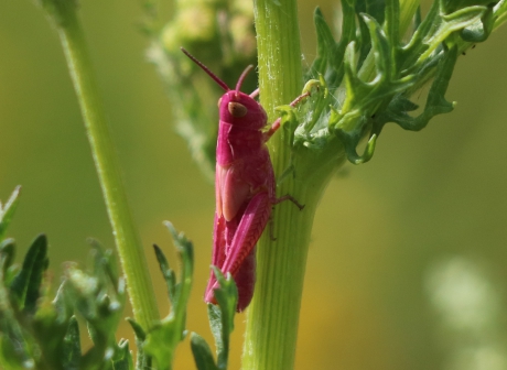 Roze sprinkhaan