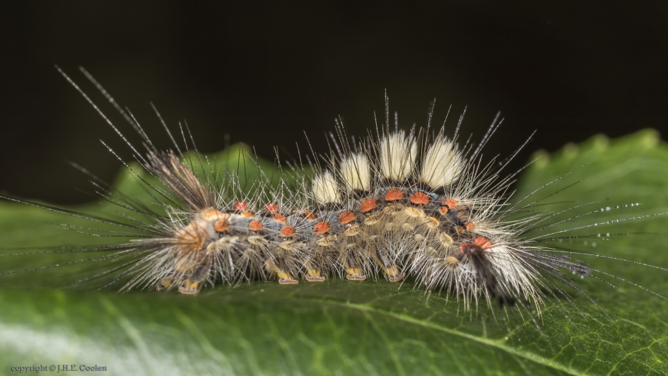 Rups van de Witvlakvlinder (Orgyia antiqua) - Geleedpotigen - Rups van de Witvlakvlinder