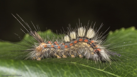 Rups van de Witvlakvlinder (Orgyia antiqua)