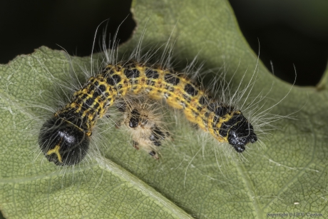 Rups van een wapendrager