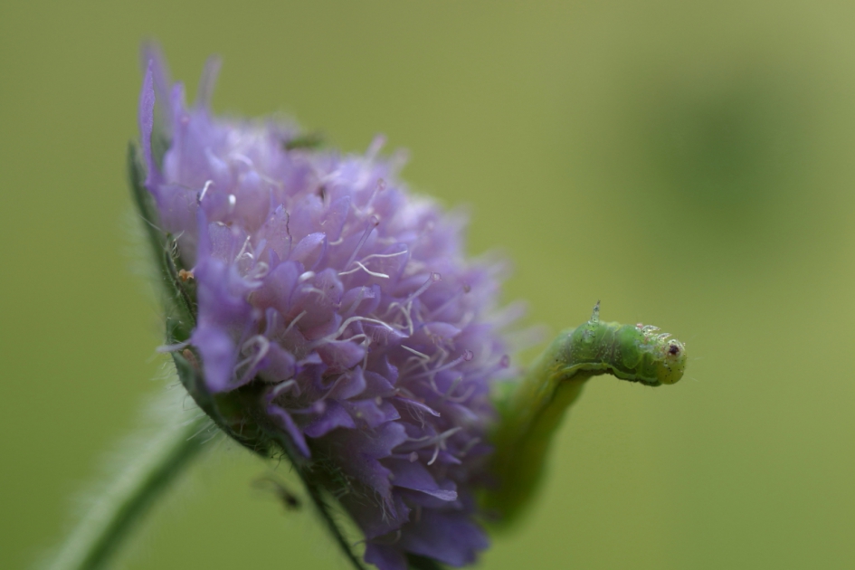 rupsje - Geleedpotigen - 