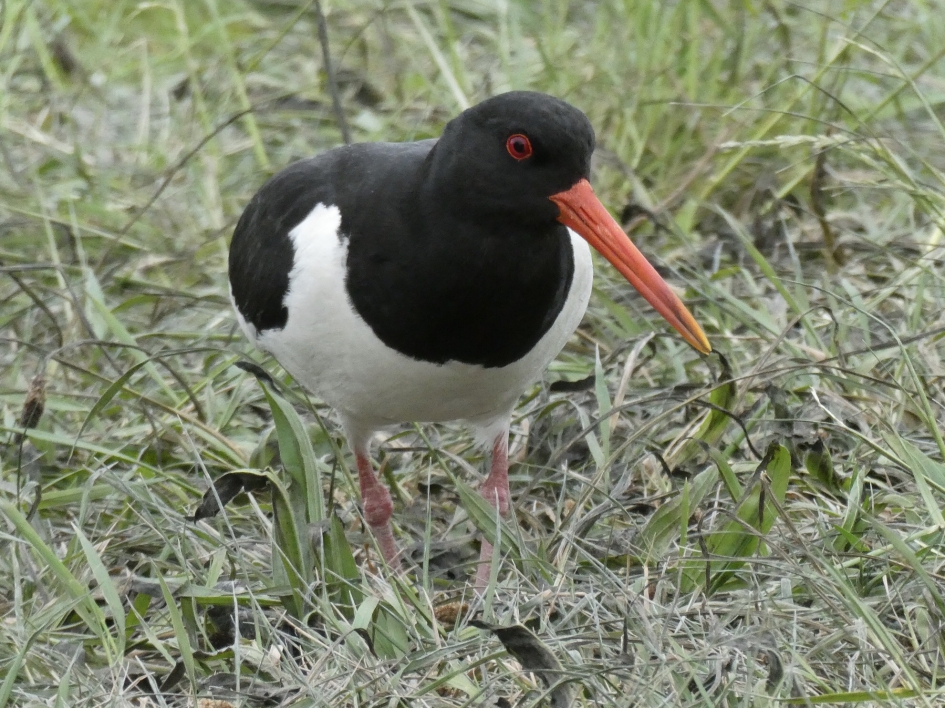Scholekster - Vogels - 
