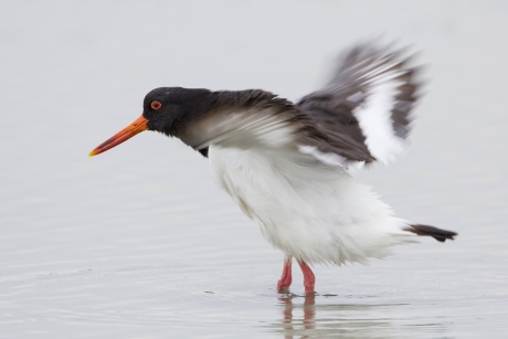 Scholekster neemt bad ...