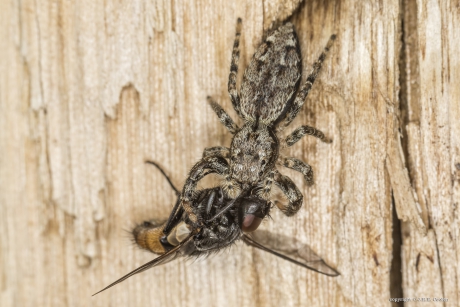 Schorsmarpissa (Marpissa muscosa) met prooi