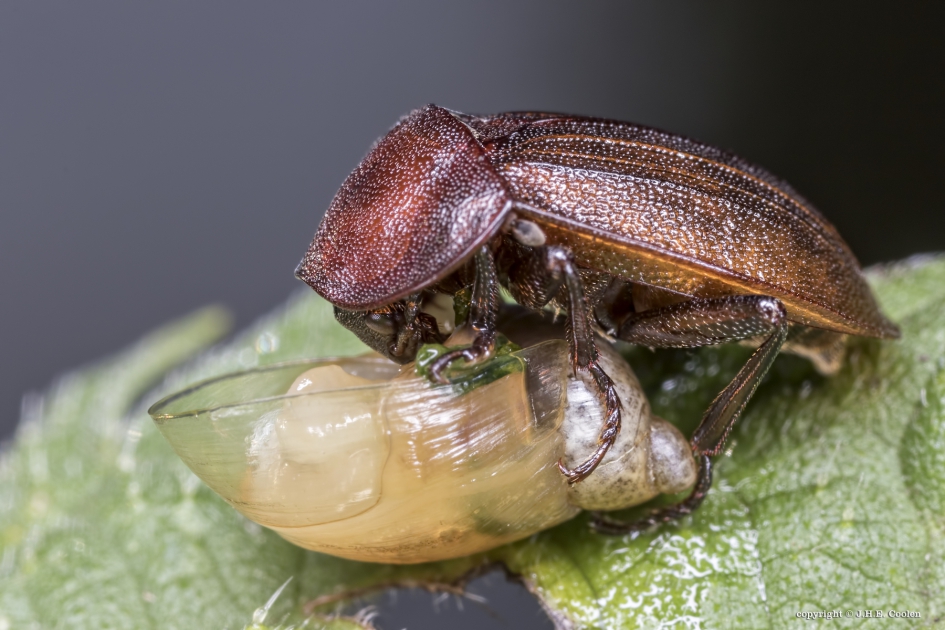 Slakkenaaskever (Phosphuga atrata) - Schimmels - Slakkenaaskever