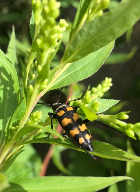 Gevlekte smalboktor in achtertuin