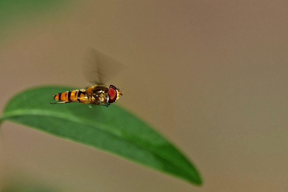 Snorder - Geleedpotigen - Snorzweefvlieg