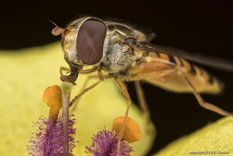 Snorzweefvlieg (Pyamazweefvlieg) (Episyrphus balteatus)