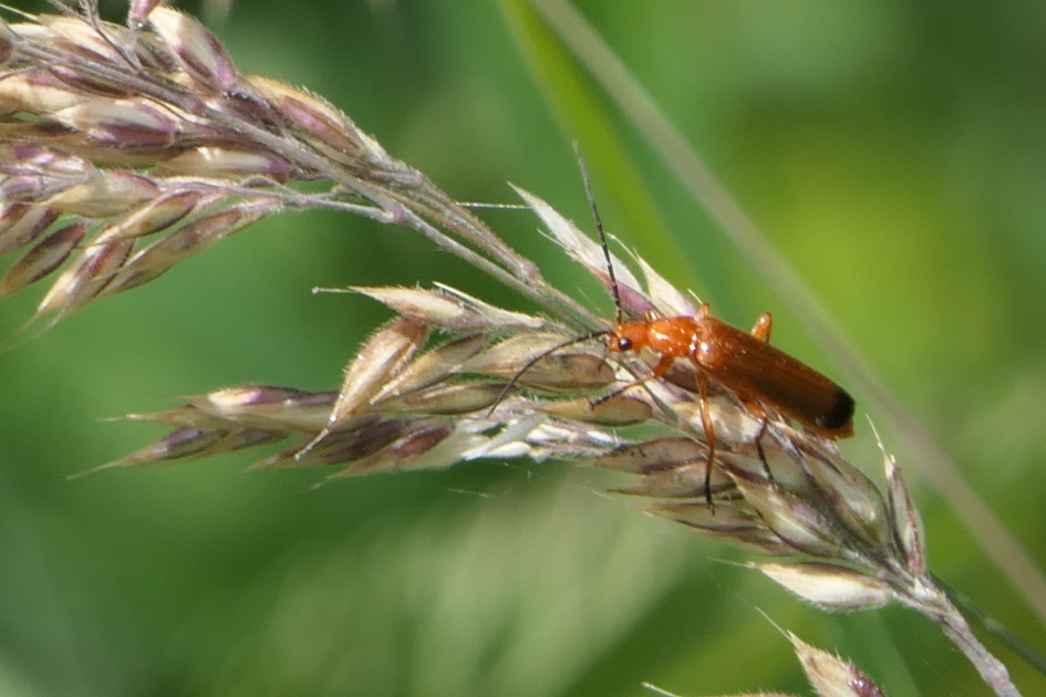 Soldaatje - Geleedpotigen - Kleine rode weekschildkever