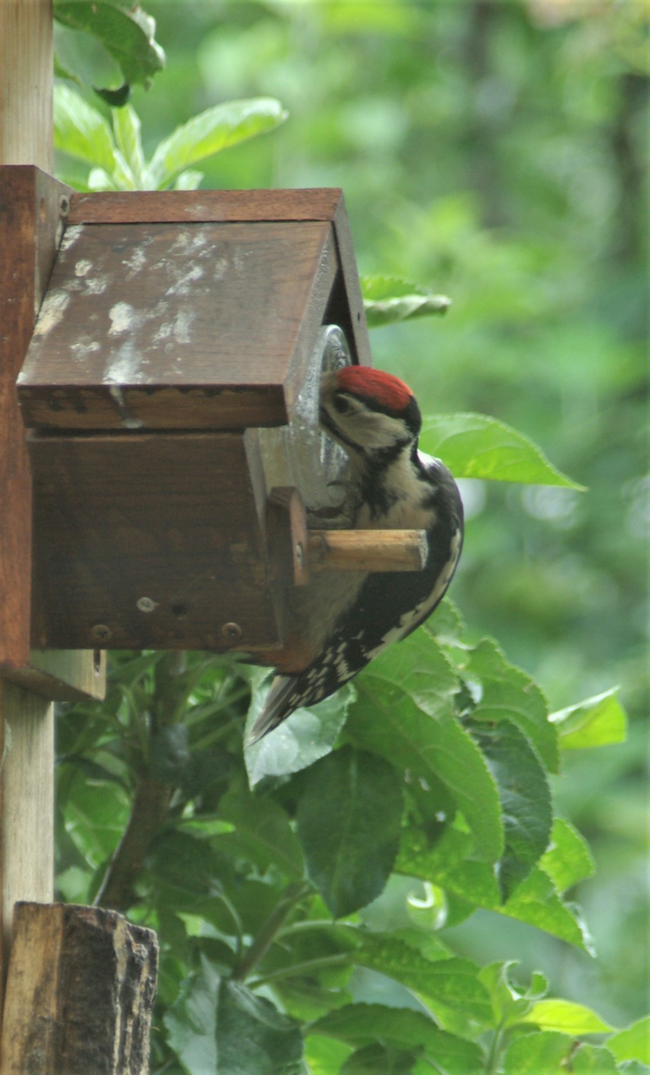 spechten - Vogels - grote bonte specht