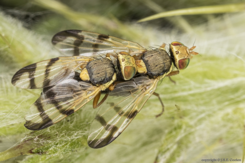 Speerdistelboorvlieg (Urophora stylata) - Geleedpotigen - Speerdistelboorvlieg