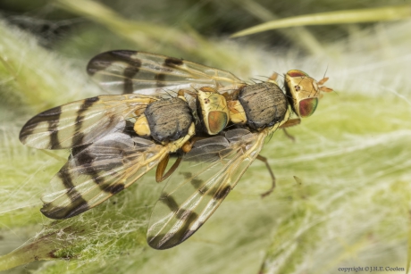 Speerdistelboorvlieg (Urophora stylata)
