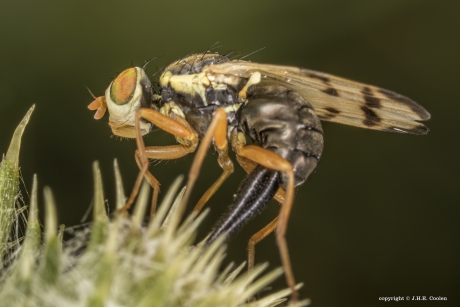 Speerdistelboorvlieg (Urophora stylata)