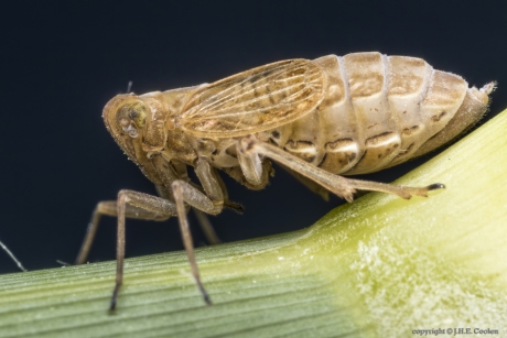 Spoorcicades (Delphacidae)