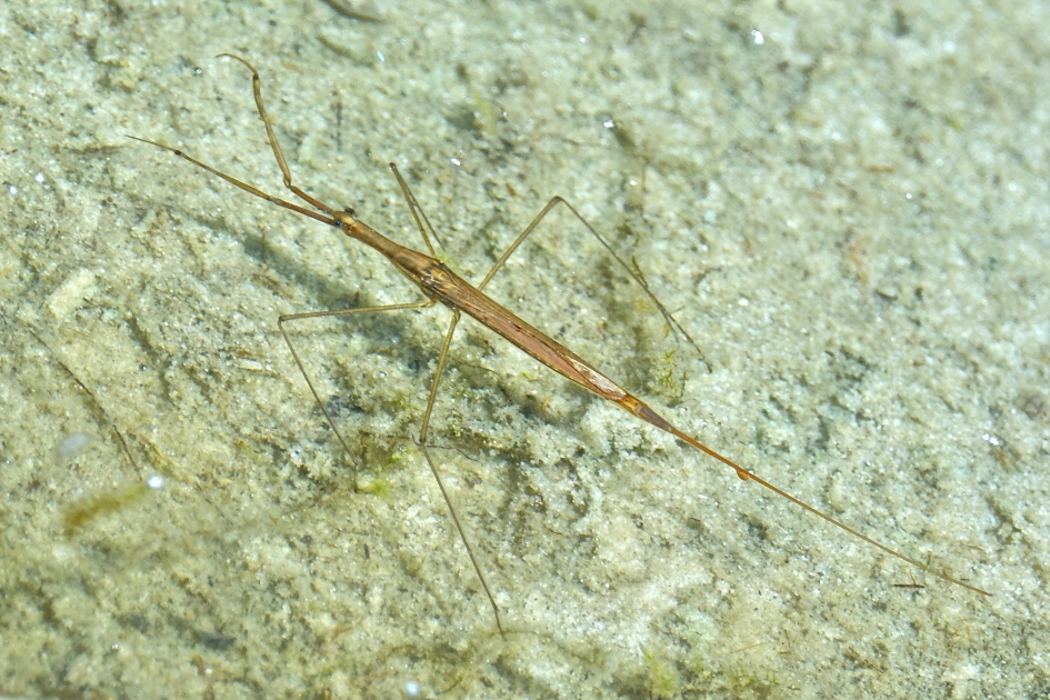 Staafwants - Geleedpotigen - Staafwants