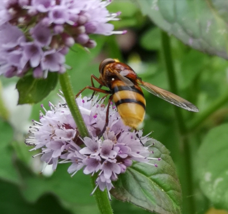 STADSREUS, oftewel grootste Hoornaar Zweefvlieg