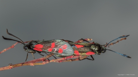 St.jansvlinder (Zygaena filipendulae)