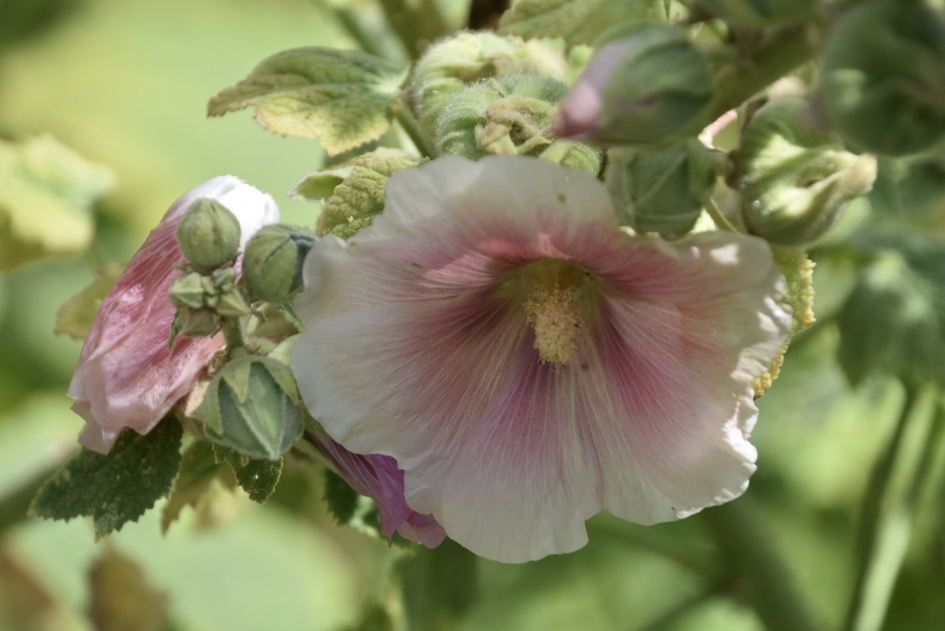 Stokroos - Planten - 