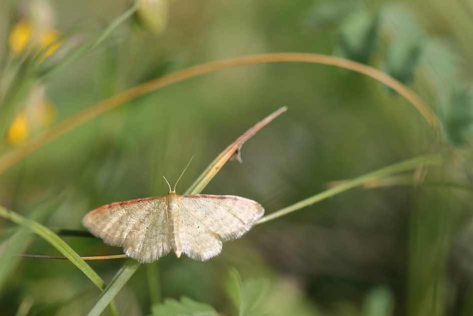 streepstipspanner - Geleedpotigen - streepstipspanner