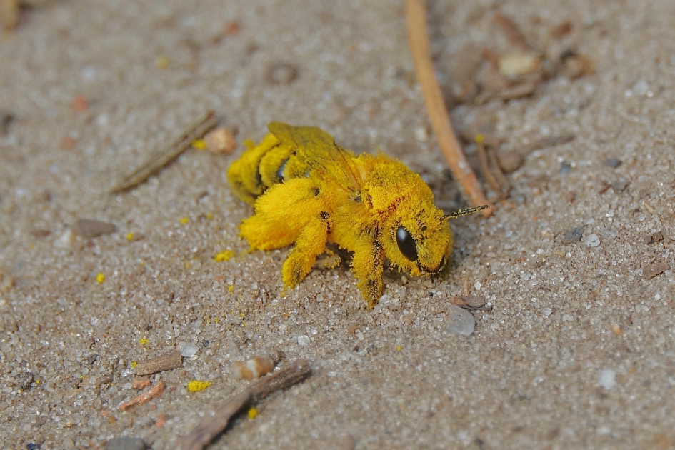 Stuifmeel overvloed - Geleedpotigen - Pluimvoetbij