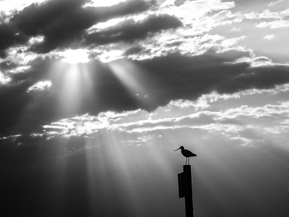 Super licht bij grutto - Vogels - Grutto