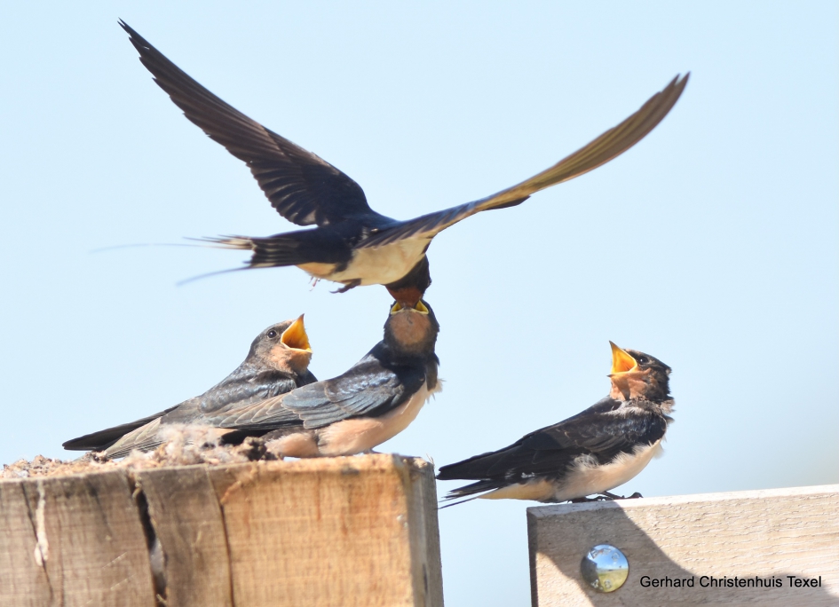 Tafeltje dek je Boerenzwaluwen - Vogels - Boerenzwaluwen