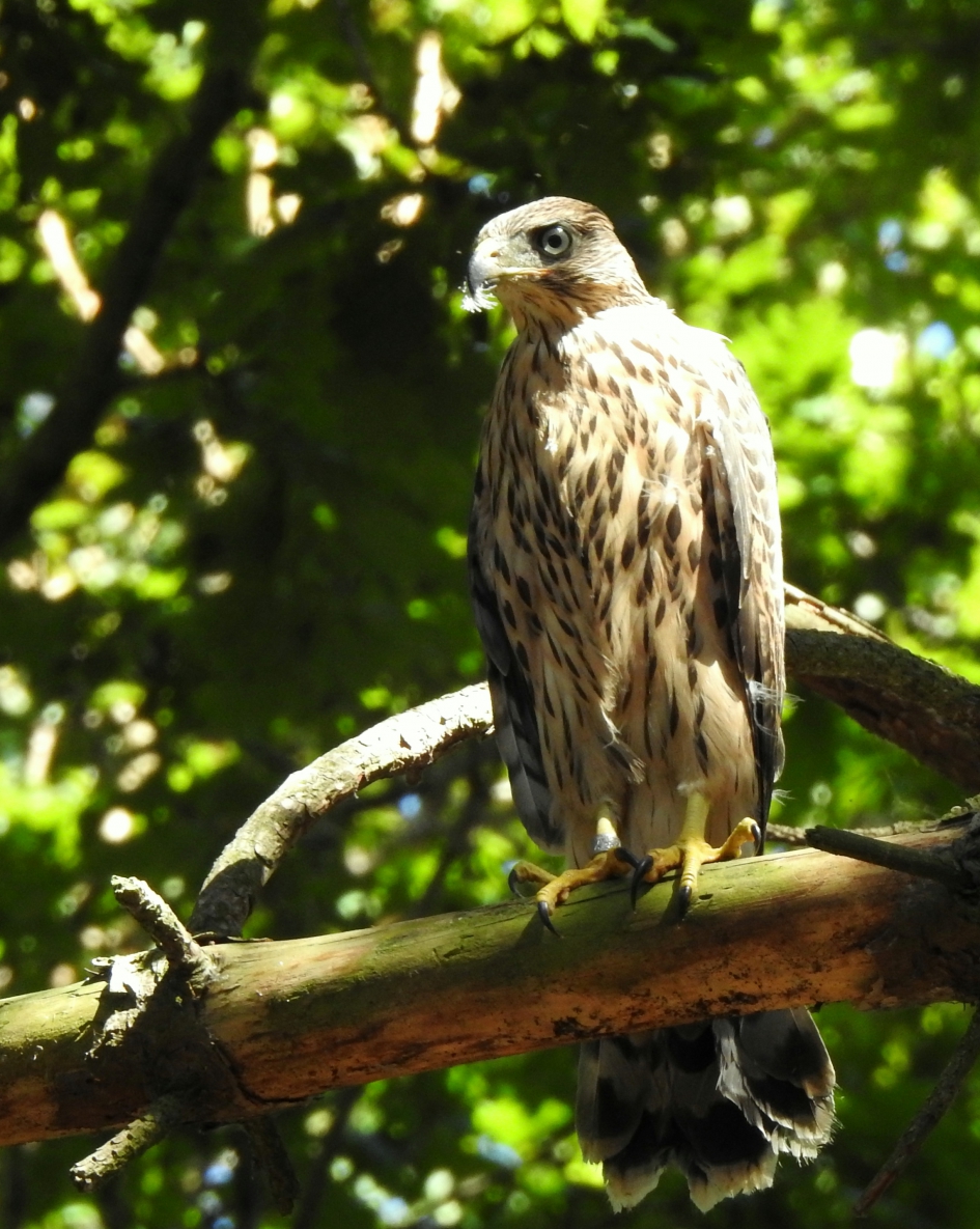 Takkeling - Vogels - Buizerd