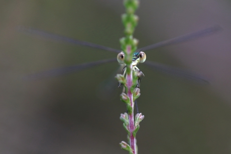 tengere pantserjuffer