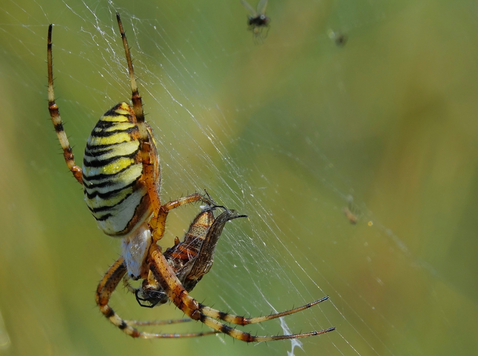 Tijgerin met prooi - Geleedpotigen - Tijgerspin