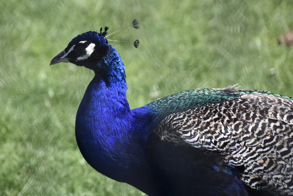 Trotse pauw - Vogels - 