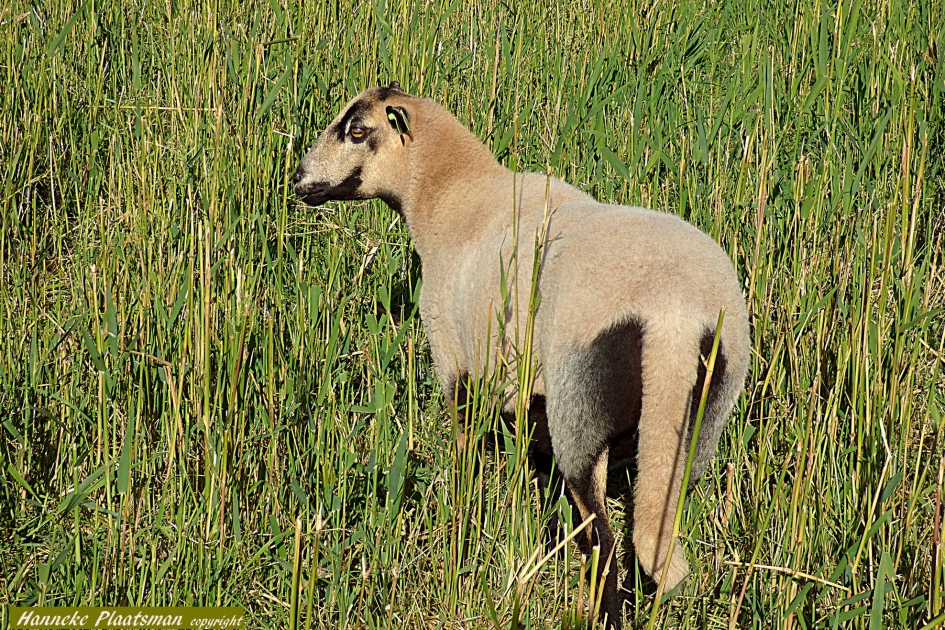 Tussen de "gewone" witte liepen een paar bijzondere. 2 - Zoogdieren - Barbados Blackbelly schaap
