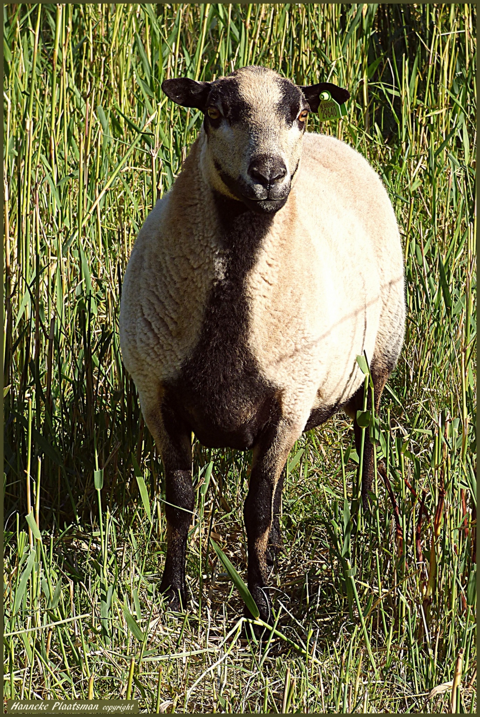 Tussen de "gewone" witte liepen een paar bijzondere. - Zoogdieren - 