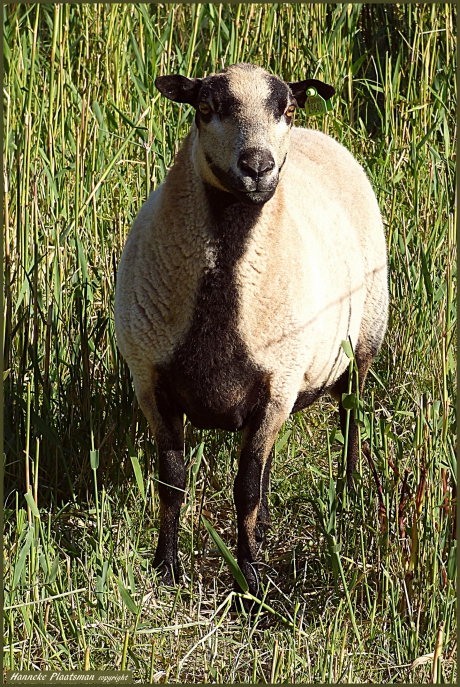 Tussen de "gewone" witte liepen een paar bijzondere.
