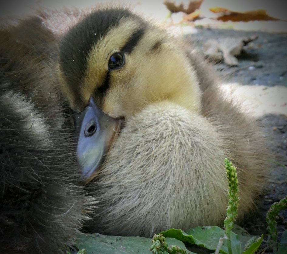Ukkie. - Vogels - Wilde eend