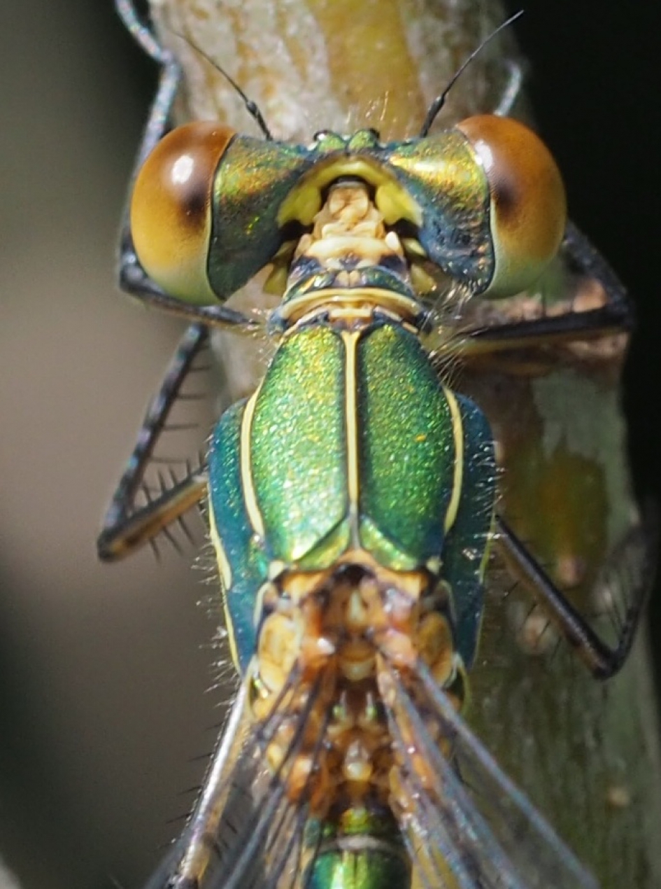Van dichtbij - Geleedpotigen - Houtpantserjuffer