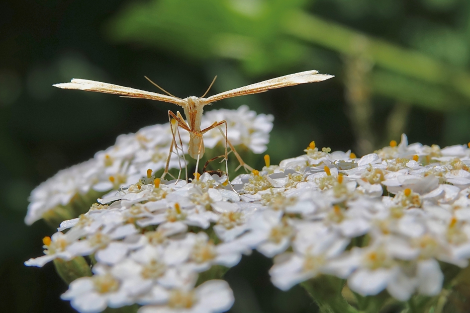 Vedermot - Geleedpotigen - Vedermot