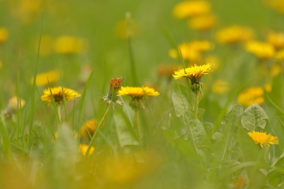 veel geel - Planten - paardenbloem