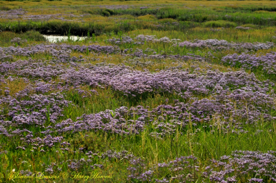 Veld bloeiend Lamsoor - Planten - Veld bloeiend Lamsoor