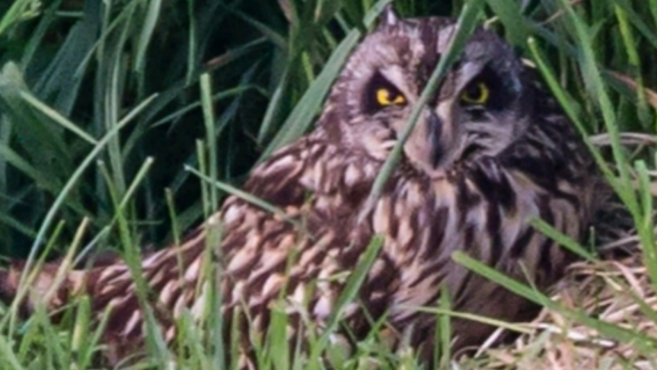 Velduil gespot - Vogels - Velduil