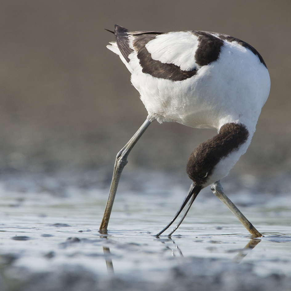 Verdraaide Kluut ... - Vogels - Kluut