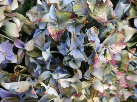 Verkleurde hortensia