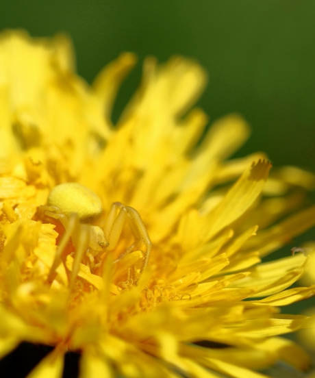 verstopte kameleonspin