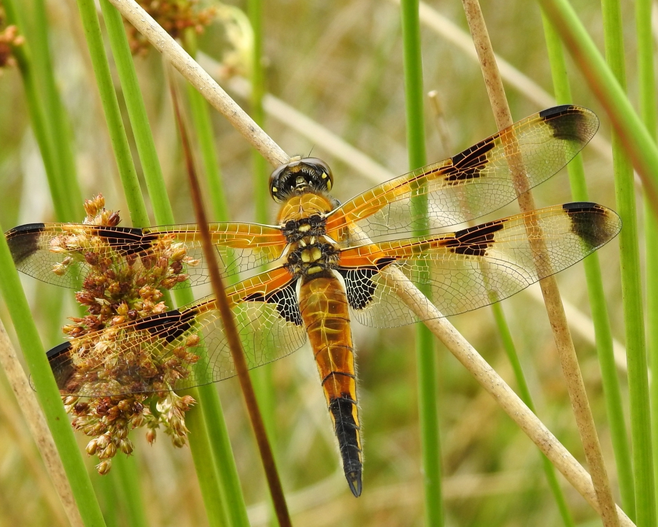 Viervlek - Geleedpotigen - Viervlek