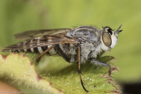 Viltvlieg (Thereva plebeja)