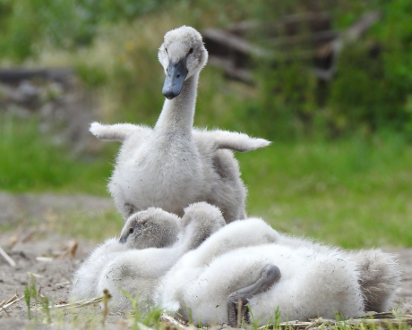 Vleugeltjes strekken