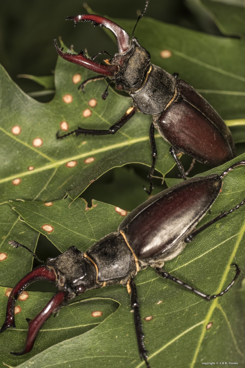 Vliegend hert (Lucanus cervus) - Geleedpotigen - Vliegend hert
