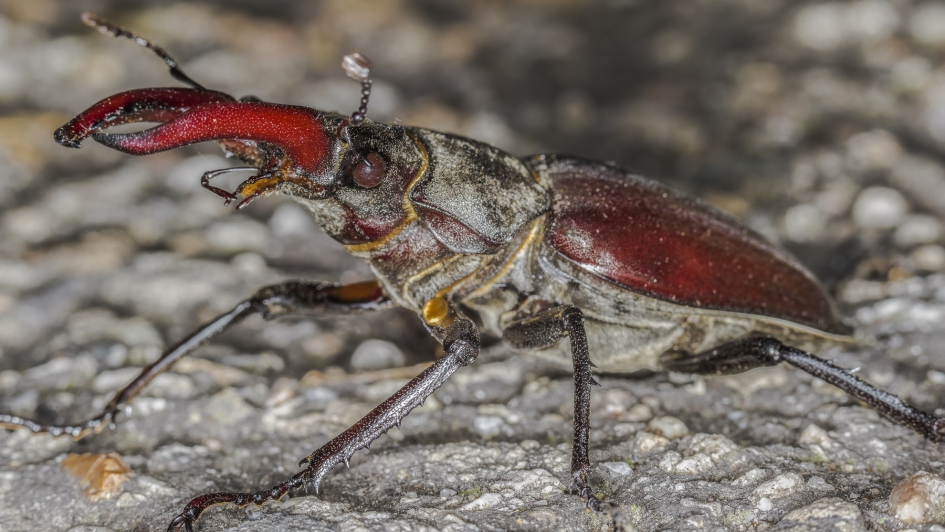 Vliegend hert (Lucanus cervus) - Geleedpotigen - Vliegend hert